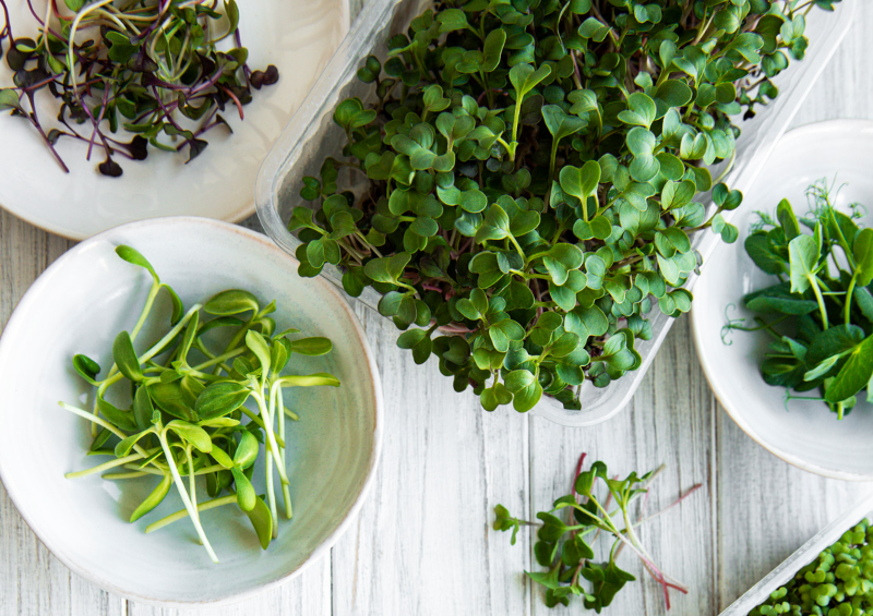 Micro Greens